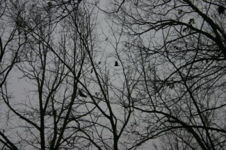 Make the Best Apple Pie to Chase the Blues and Grays Away Image